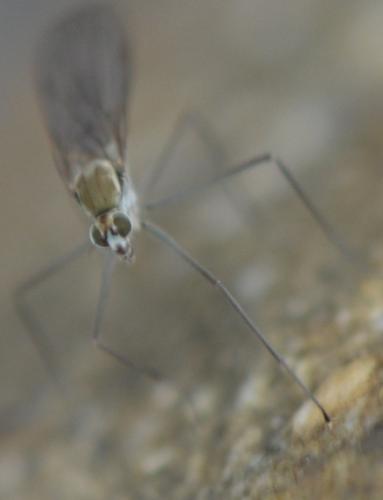 Réf. 245 330 : Clinocera sp.